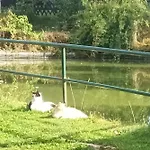 Waitzdorfer Pieper *