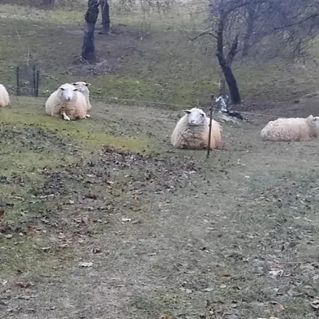 Pieper Hohnstein