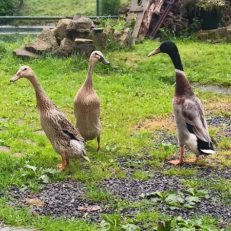 公寓 Pieper 霍恩斯泰因