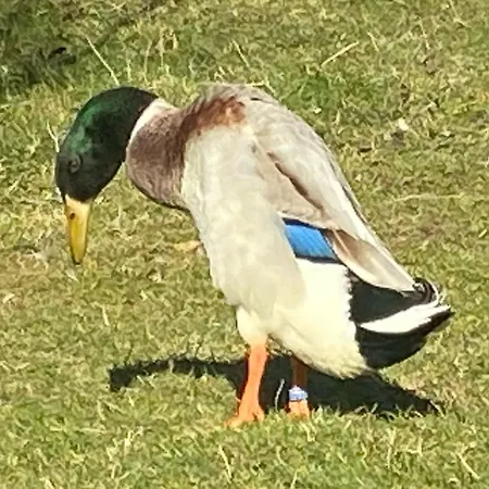 Waitzdorfer Pieper *