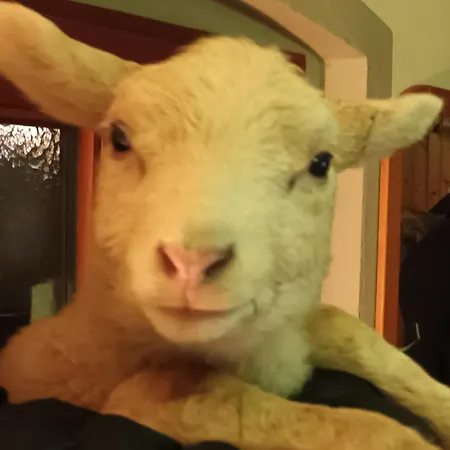 Appartement Pieper *