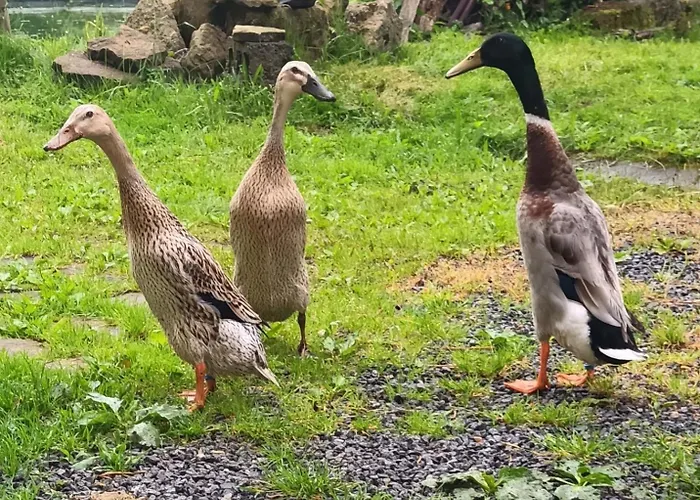 Appartement Pieper Hohnstein