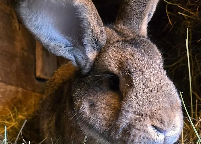 Waitzdorfer Pieper Apartment