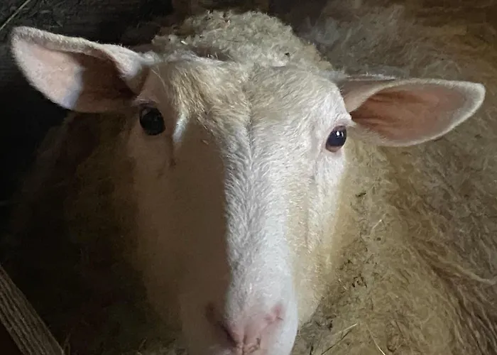 Appartement Pieper *