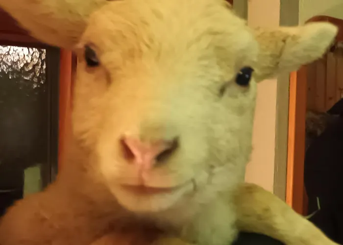 Appartement Pieper *